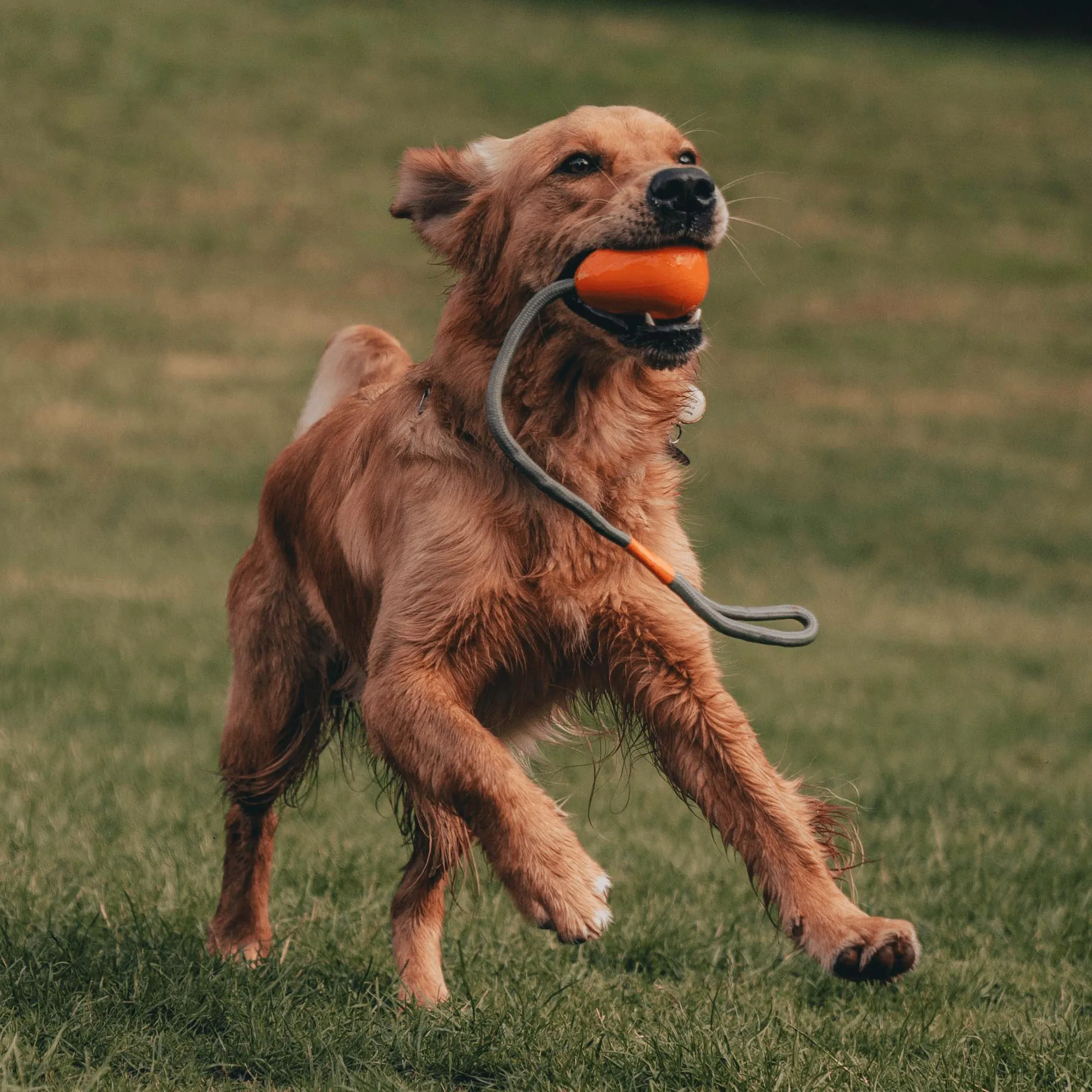 Beco Rubber Slinger Pebble for Fetch