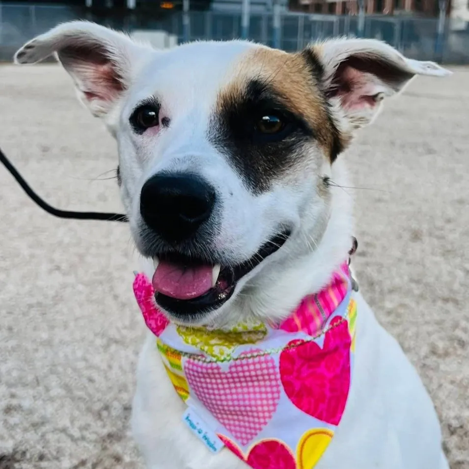 Candy Hearts Pastel Dog Bandana - Valentine's Day and Spring Style