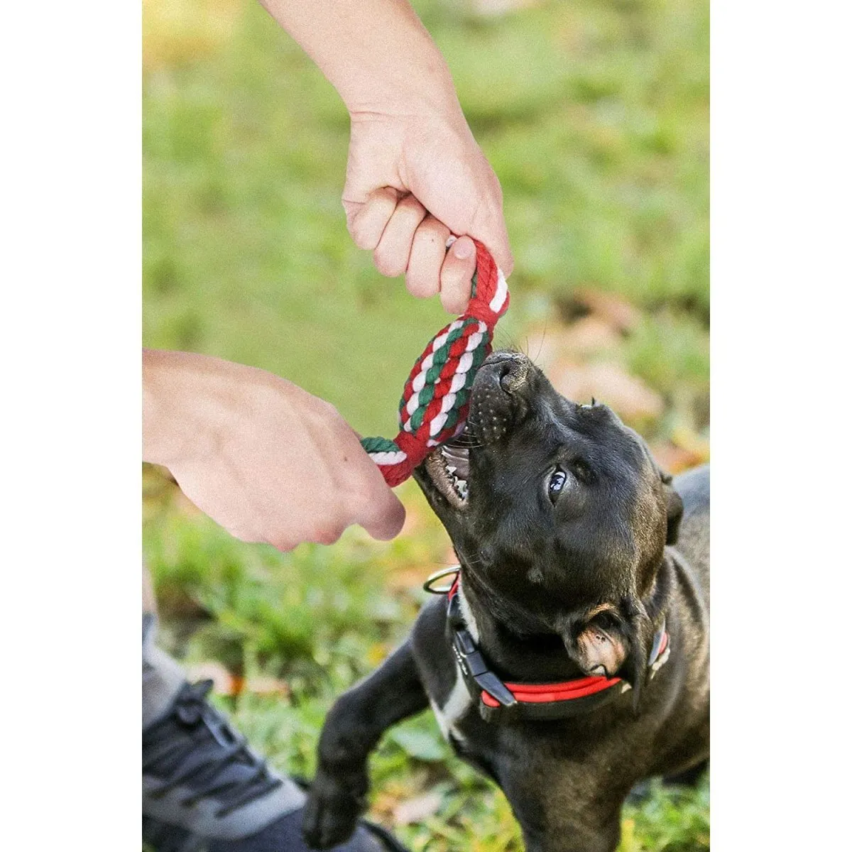 Chew Toy Set for Pets