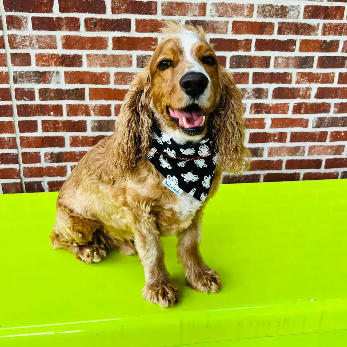 Handmade Glow-in-the-Dark Halloween Bandana for Pets