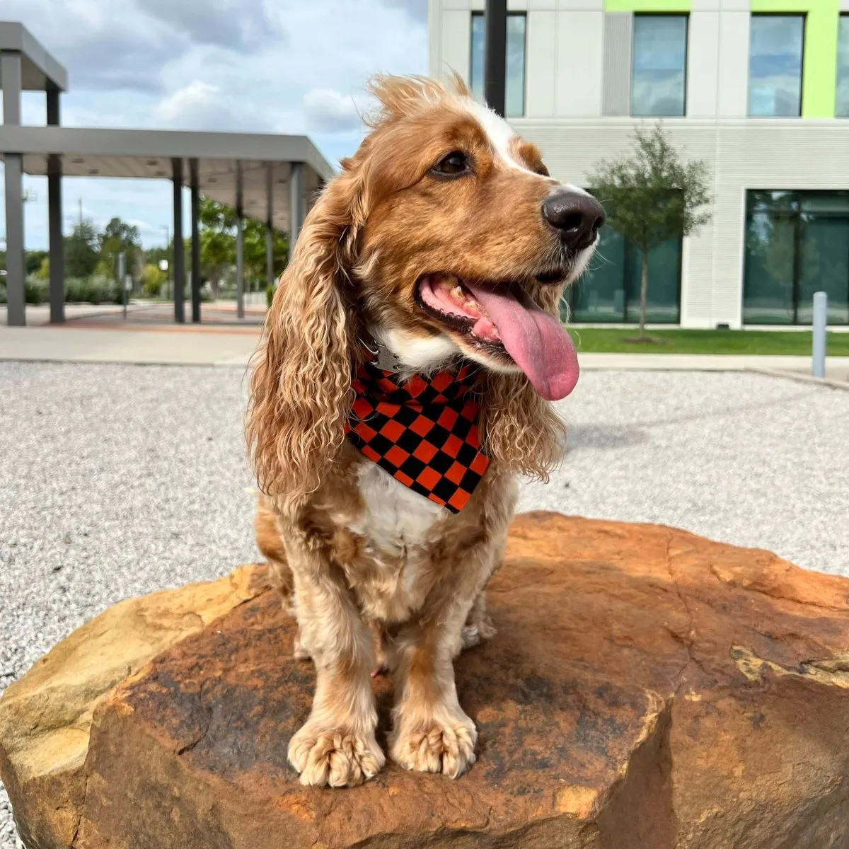 Handmade Glow-in-the-Dark Halloween Bandana for Pets