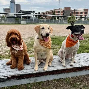 Handmade Reversible Hoook'Em Longhorns Dog Bandana for Austin, TX Fans