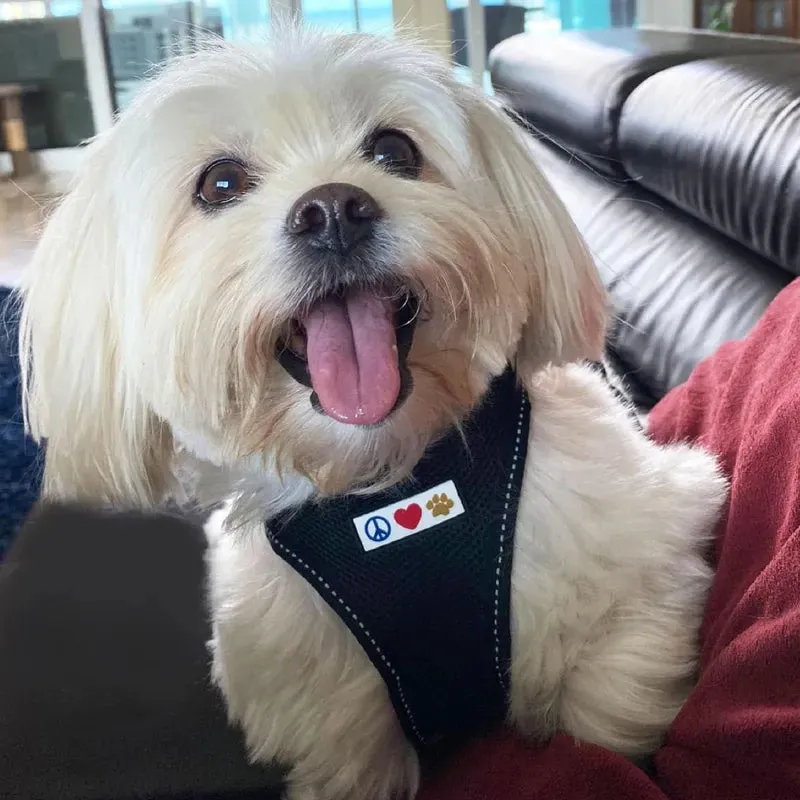 Reflective Mesh Harness - Dog / Cat