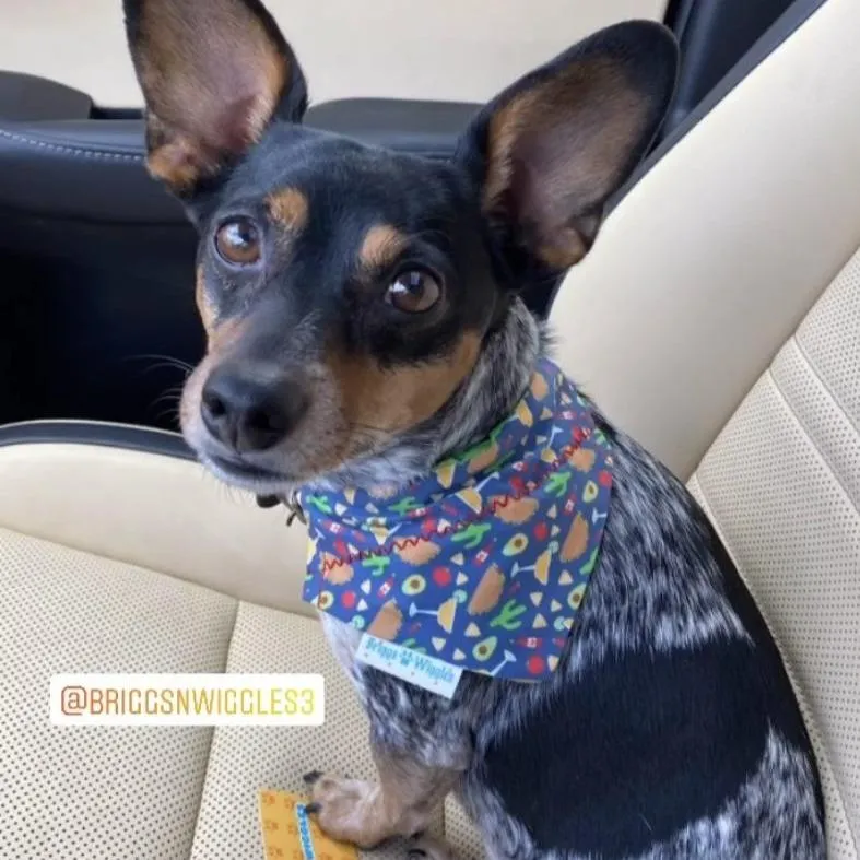 Taco Tuesday Dog Bandana - Tacos & Margaritas Pet Accessory
